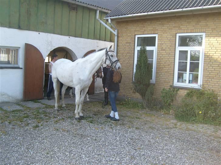 Trakehner Galico R.I.P Himmelhest billede 20