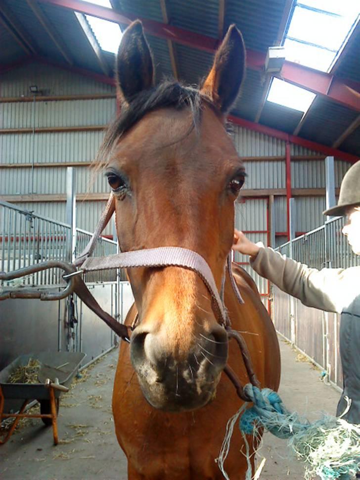 Anden særlig race Wieb *solgt* billede 18