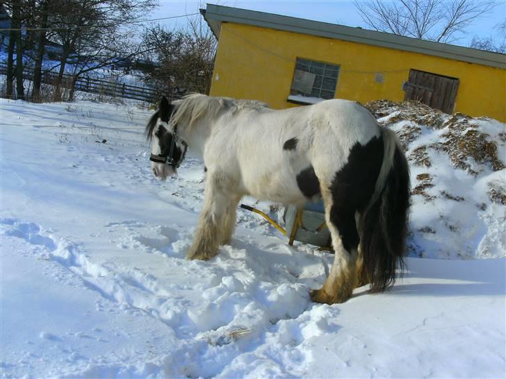 Irish Cob Ice man *Kærestens* RIP billede 11