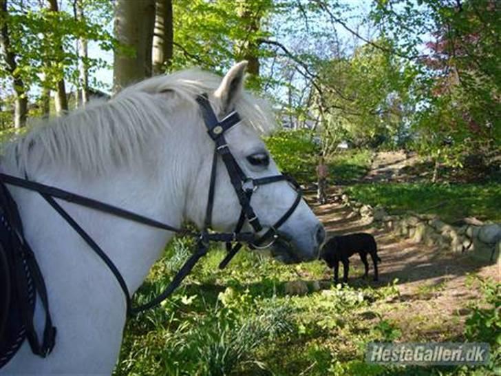 Anden særlig race casper aflivet R.I.P:* billede 6