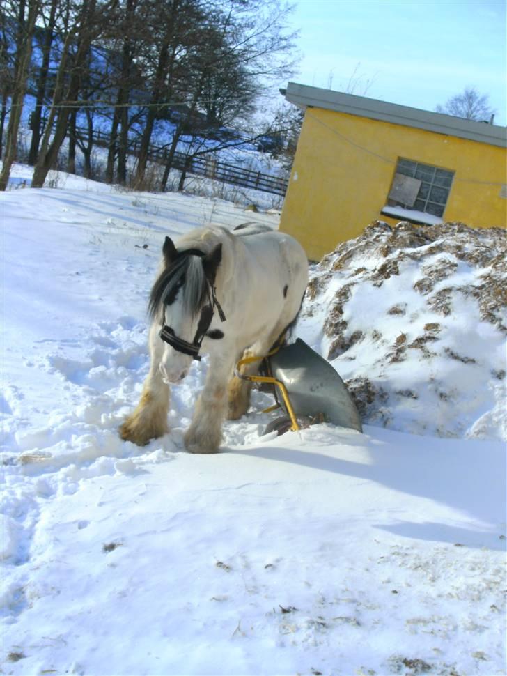 Irish Cob Ice man *Kærestens* RIP billede 12