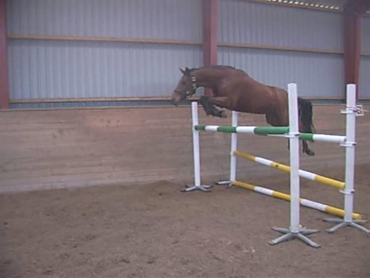 Anden særlig race Aktiv Junior (Lånehest) billede 9