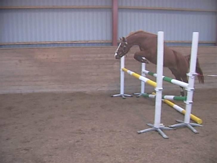 DSP Sejerøs Baron (Solgt) billede 12