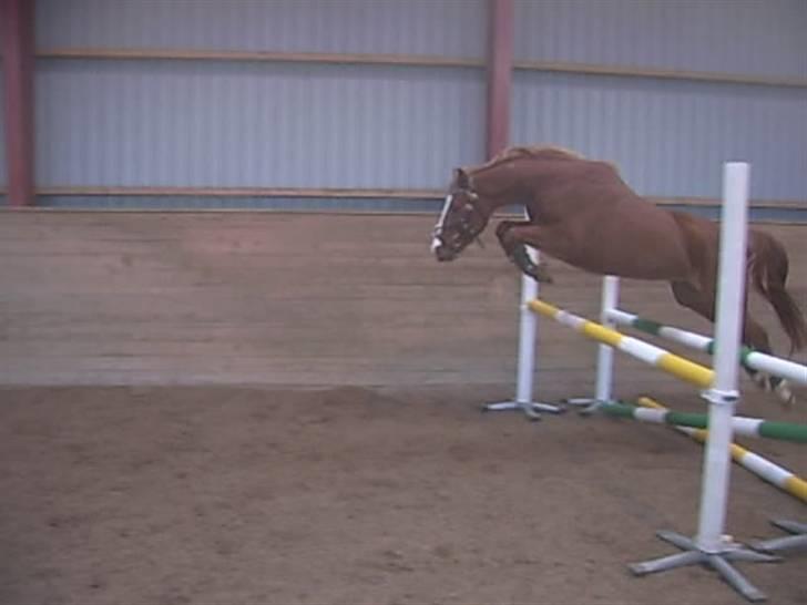 DSP Sejerøs Baron (Solgt) billede 13