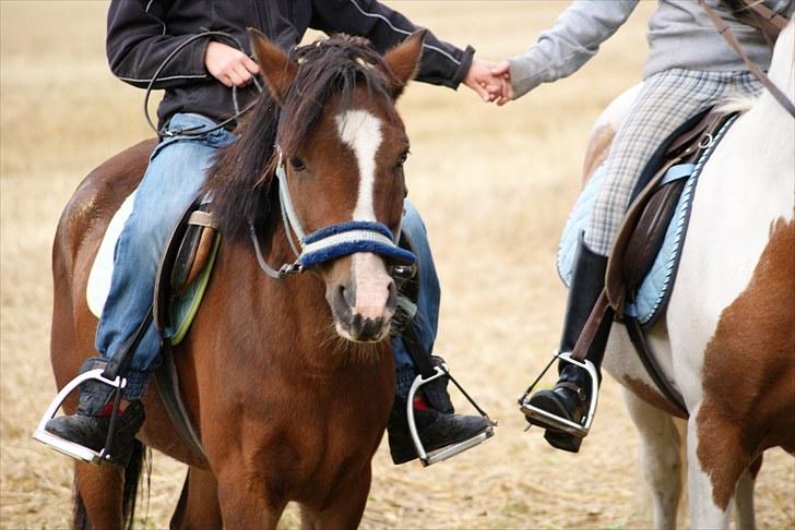 New Forest Fox<3 - Smukke Fox. billede 2