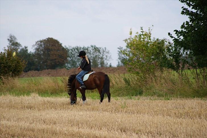 New Forest Fox<3 - det er min veninde det er  rider billede 5