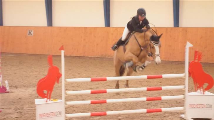 Tysk Varmblod Udam - LA hjemmebane. 4fejl-1bom  billede 1