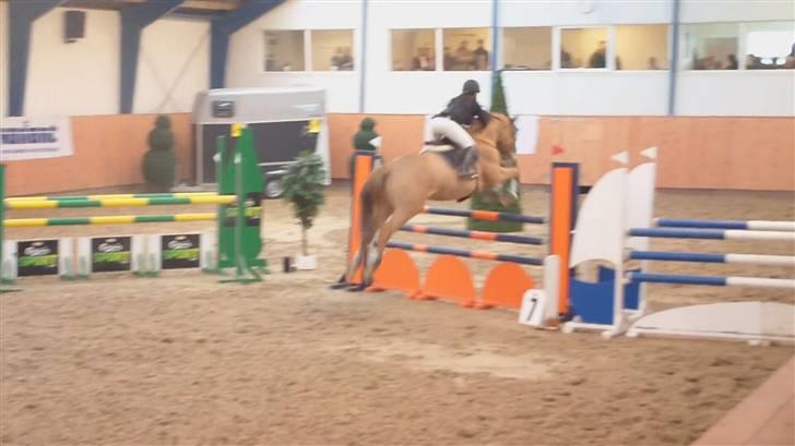 Tysk Varmblod Udam - LA hjemmebane. 4fejl-1bom  billede 4