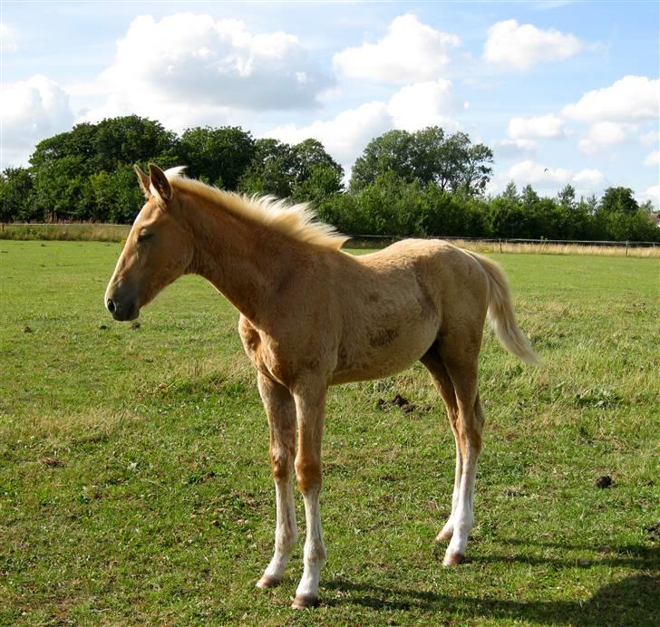 Palomino Fuldblod Mr Dream X XX billede 10