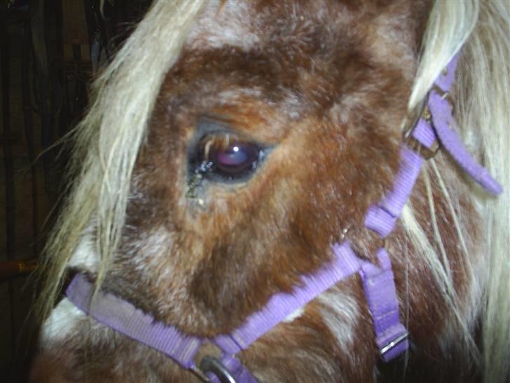 Shetlænder sik R.I.P billede 5