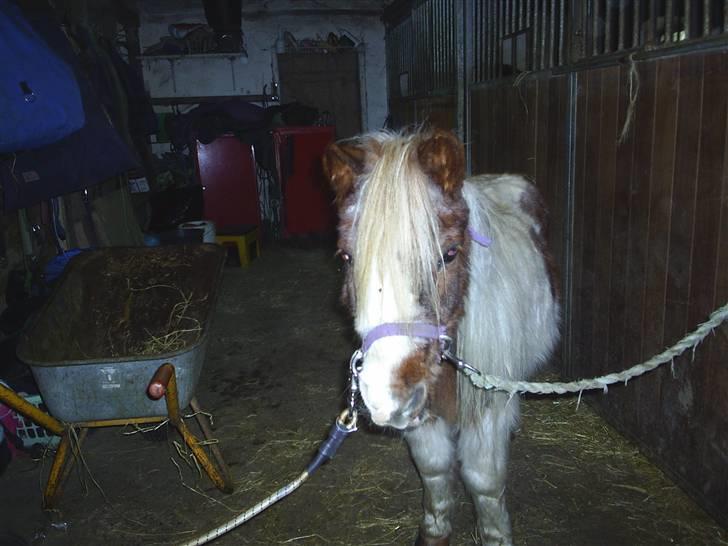 Shetlænder sik R.I.P billede 6