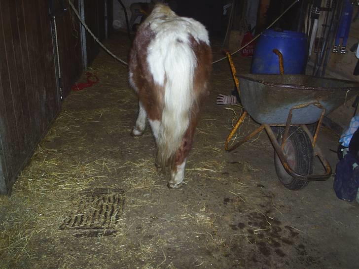 Shetlænder sik R.I.P billede 9