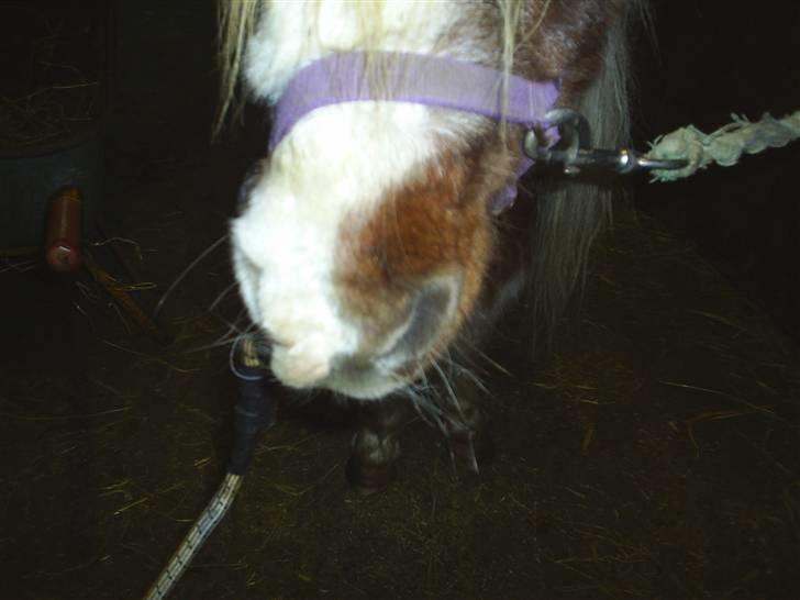 Shetlænder sik R.I.P billede 13