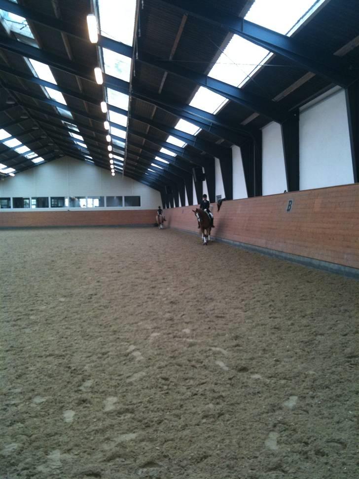 Welsh Cob (sec D) Santana - Stævne til Middelfart Ridecenter billede 3