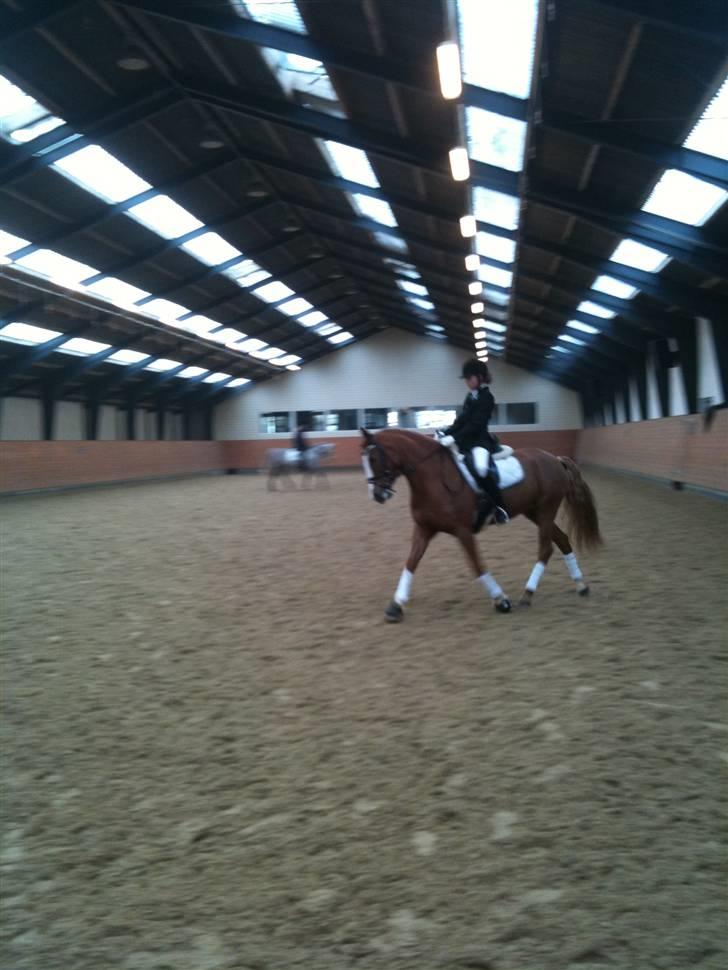 Welsh Cob (sec D) Santana - Stævne til Middelfart Ridecenter billede 4