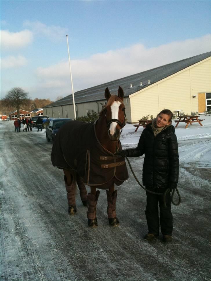 Welsh Cob (sec D) Santana billede 5