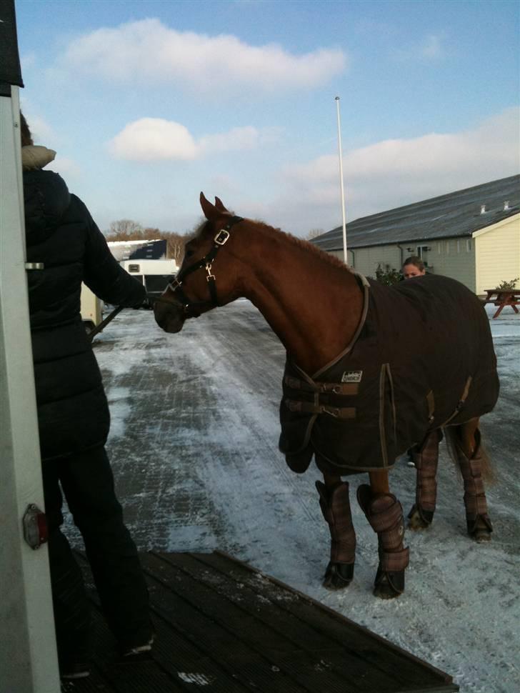 Welsh Cob (sec D) Santana - Stævne til Middelfart Ridecenter billede 6
