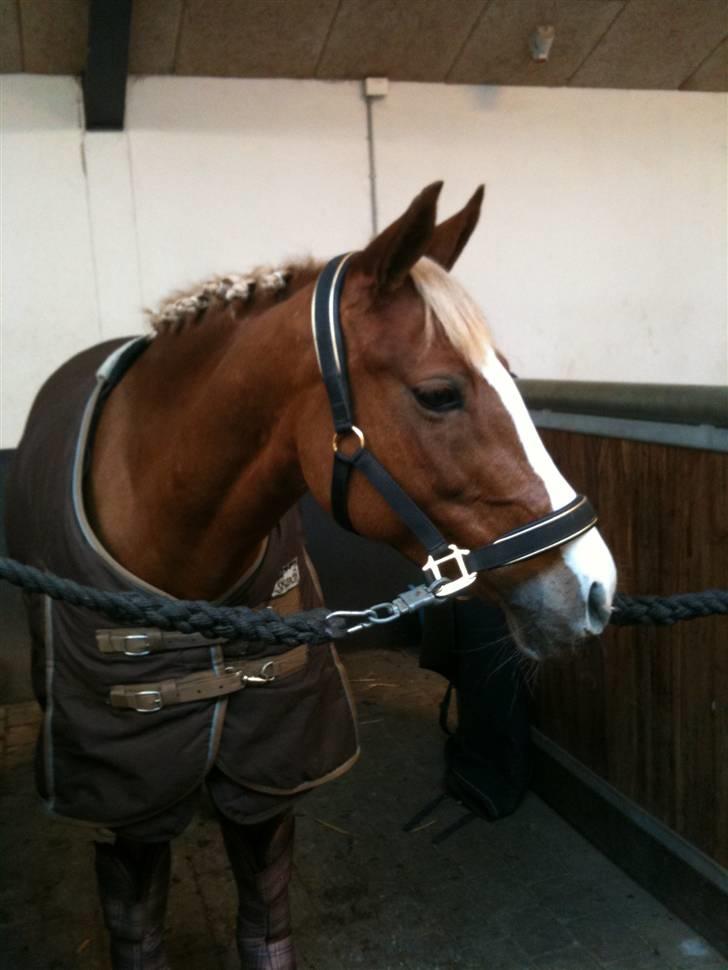 Welsh Cob (sec D) Santana - Stævne til Middelfart Ridecenter billede 7