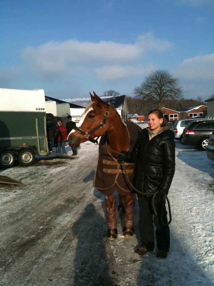 Welsh Cob (sec D) Santana - Stævne til Middelfart Ridecenter billede 8