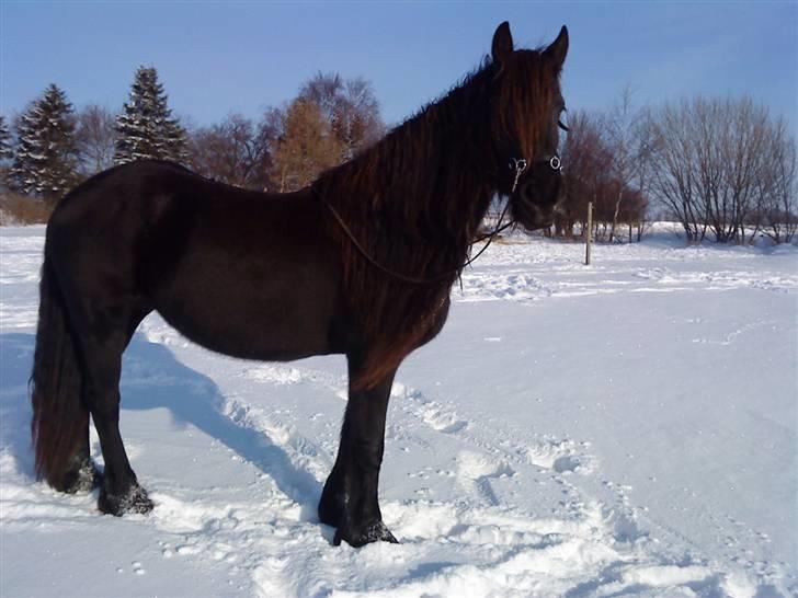 Frieser Goudtsje F - D. 30/1-10 billede 17