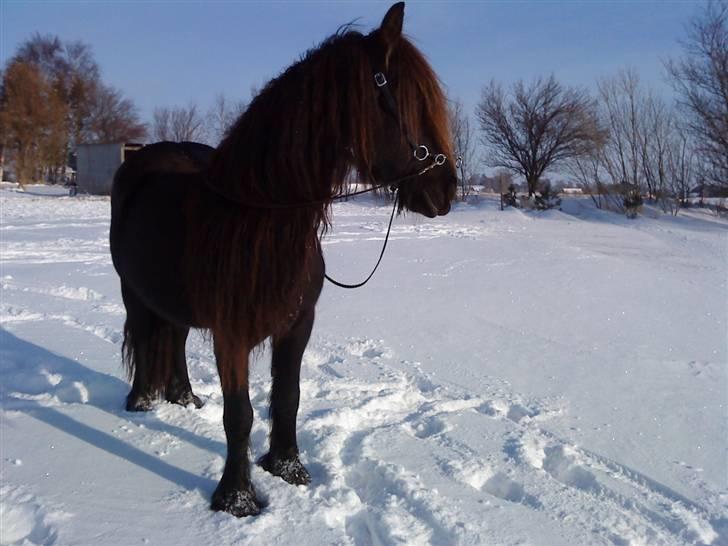 Frieser Goudtsje F - D. 30/1-10 billede 18