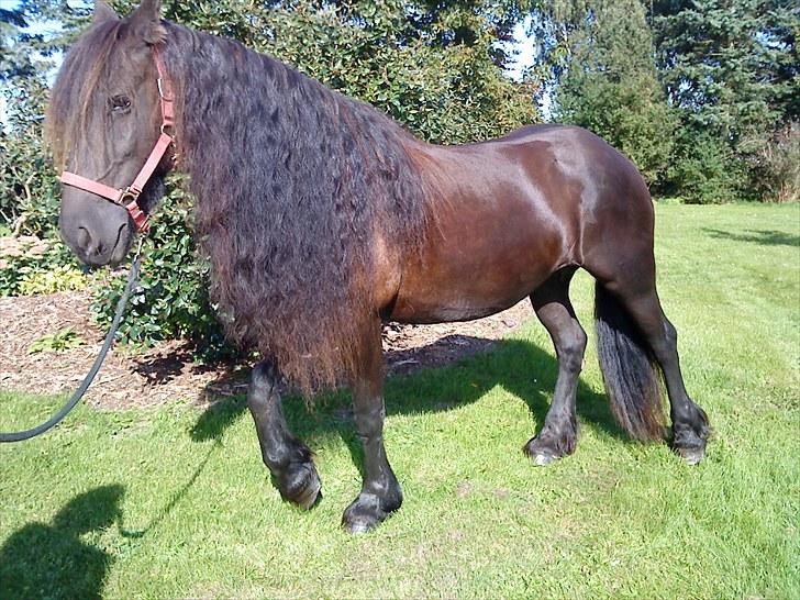 Frieser Goudtsje F - d. 4/9-2010 billede 19