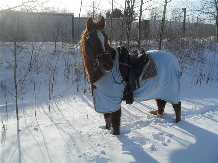 Anden særlig race /Araber Kasmir DØD billede 7