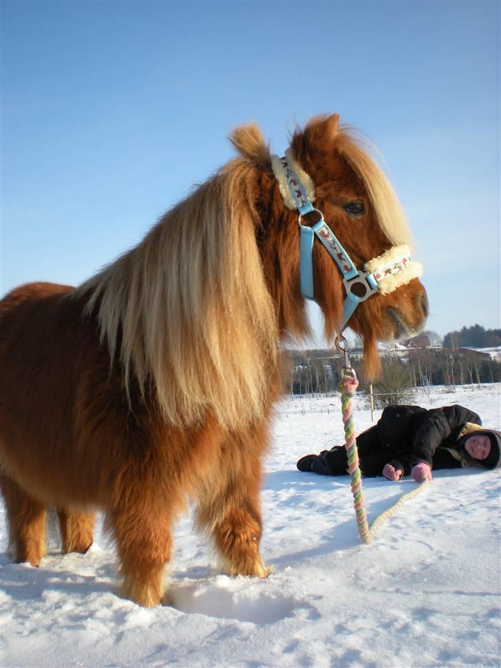 Shetlænder Felix *RIP* - Lækker vinterbamse ;P billede 15