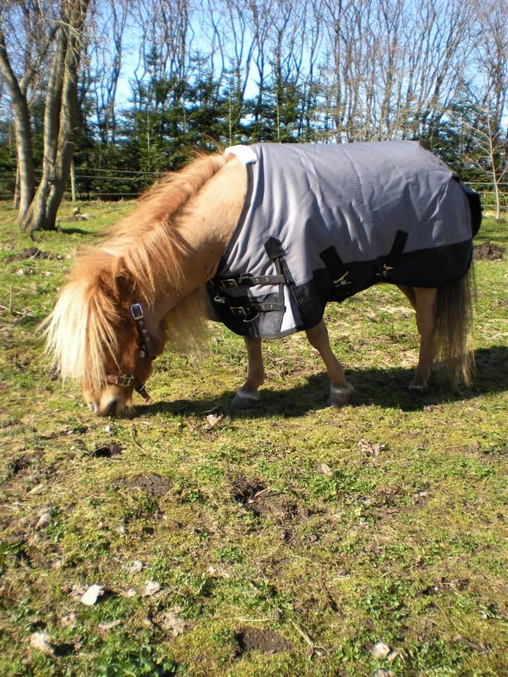 Shetlænder Felix *RIP* - Lækker ny frakke, når man nu ikke har så meget hår ;P billede 16