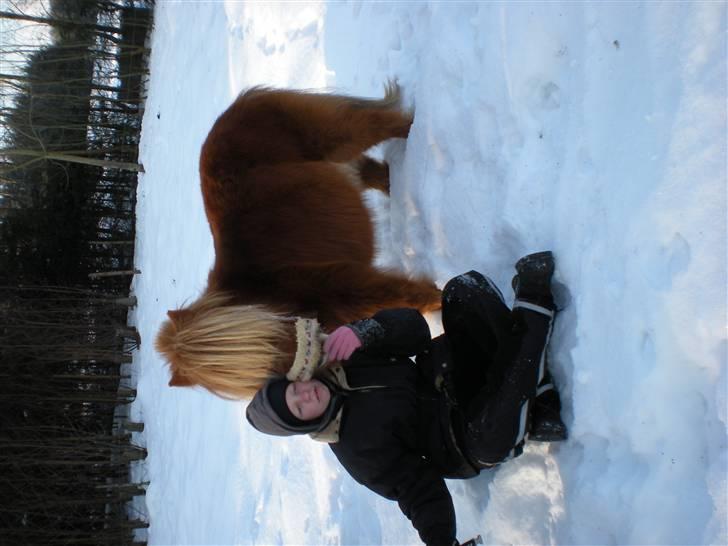 Shetlænder Felix *RIP* - Giver lige Dani et bette mule kys ;P;P;P billede 17