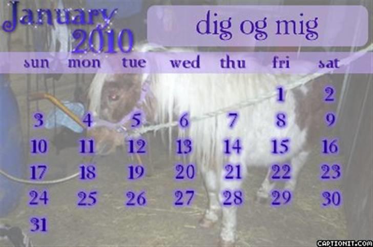 Shetlænder sik R.I.P billede 16