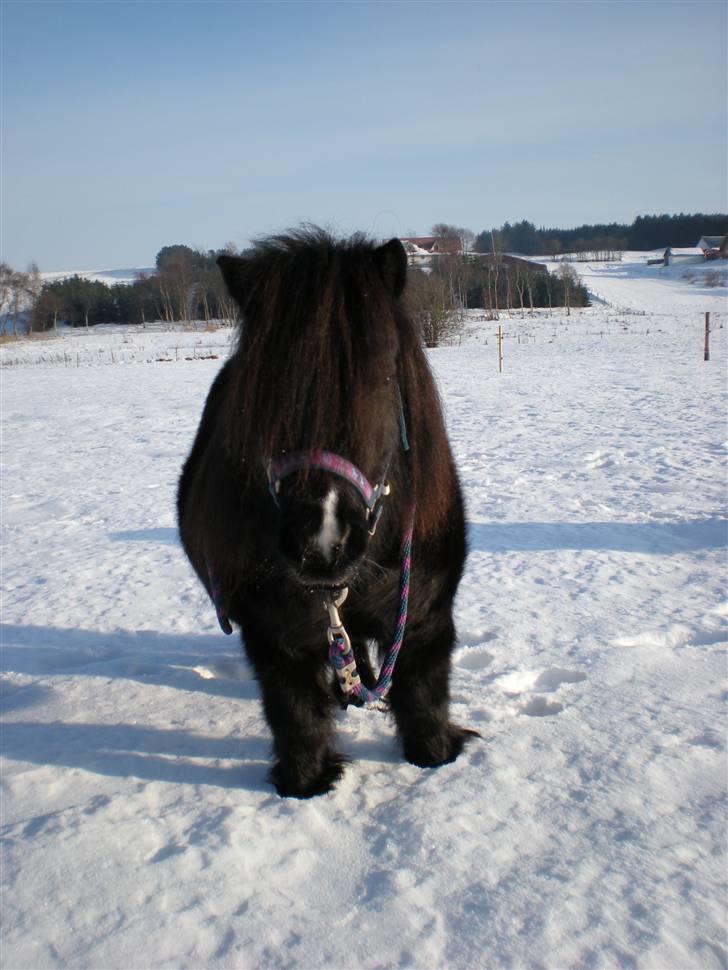 Shetlænder Skovledet Klokkeblomst - Super nuttet ponze ;P Elsker den bamse XD billede 14