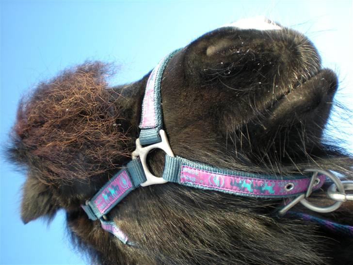 Shetlænder Skovledet Klokkeblomst - Hehe mega grineren vinkel ;P billede 15