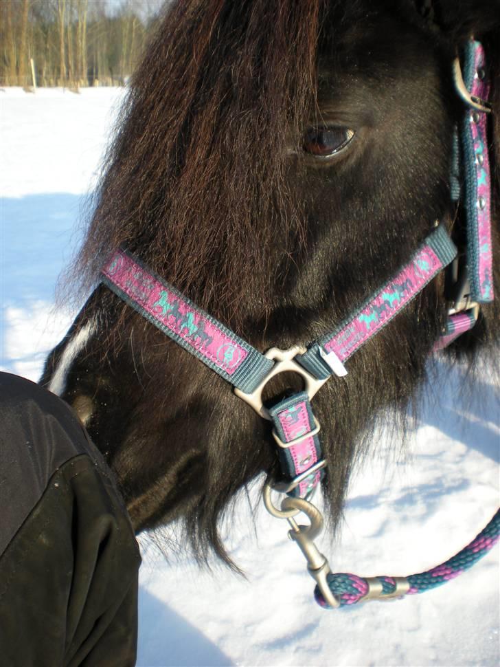 Shetlænder Skovledet Klokkeblomst - Snuser lige til benet... billede 16