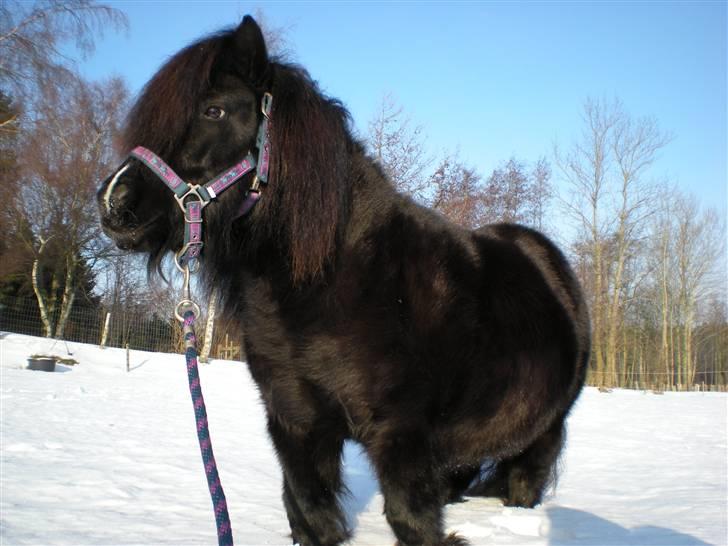 Shetlænder Skovledet Klokkeblomst - Stå ret soldat :D billede 17