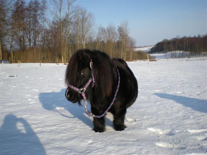 Shetlænder Skovledet Klokkeblomst - Lille bule på maven 3½ måned før termin :D Glæder os!!!! billede 18
