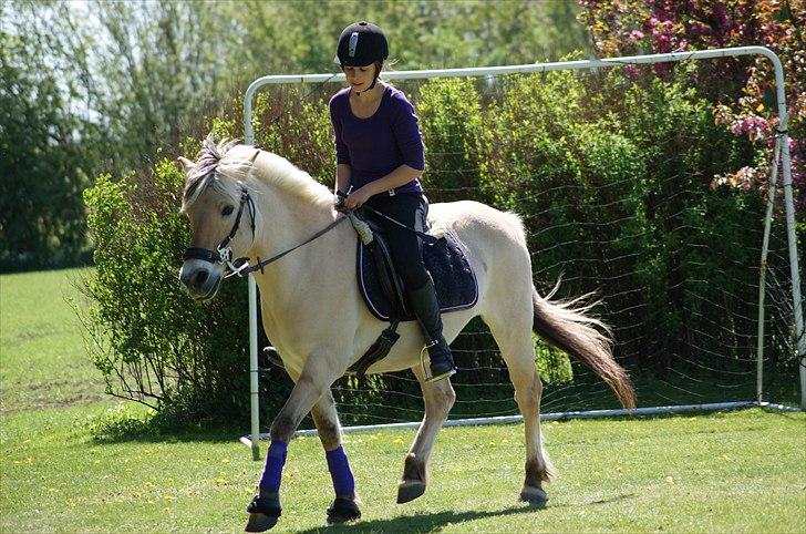 Fjordhest Gaia Gudenå † <3 - Her i en frisk trav med hackamore! :D billede 16