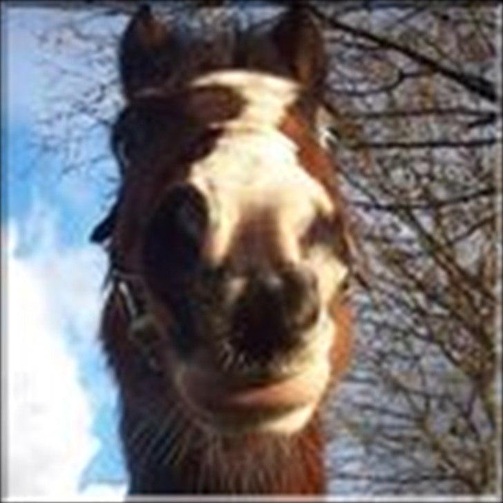 New Forest Fox<3 billede 6