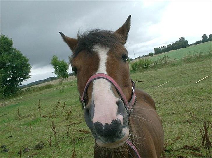 New Forest Fox<3 billede 7