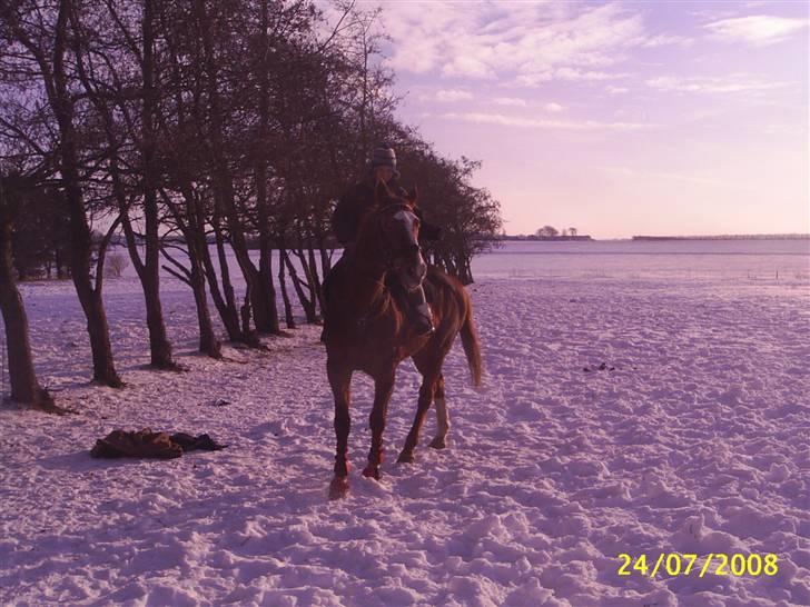 Anden særlig race Cover Girl (Aflivet) :'( billede 11