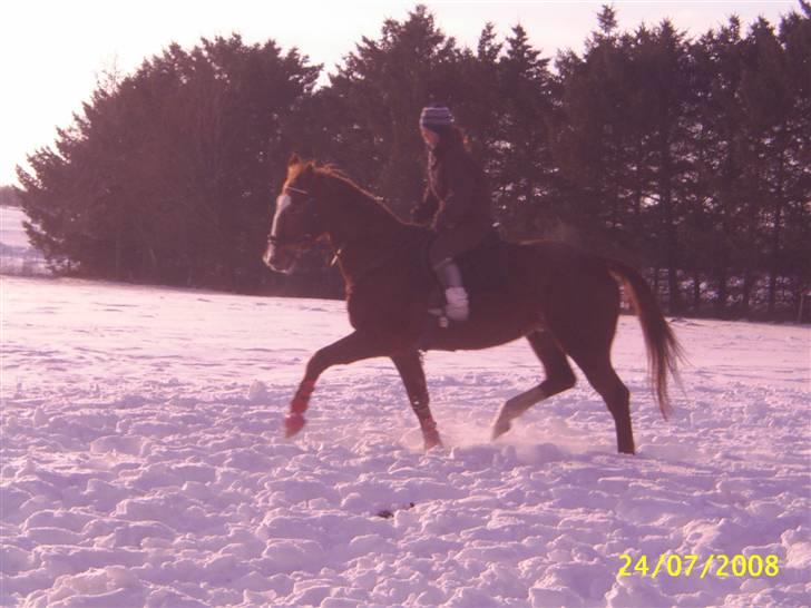 Anden særlig race Cover Girl (Aflivet) :'( billede 13