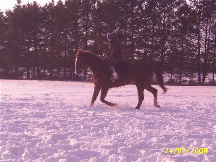 Anden særlig race Cover Girl (Aflivet) :'( billede 14