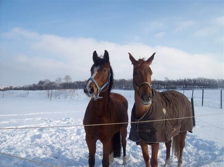 Dansk Varmblod Cille billede 3