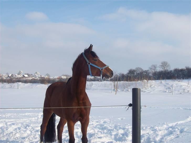 Dansk Varmblod Cille billede 4
