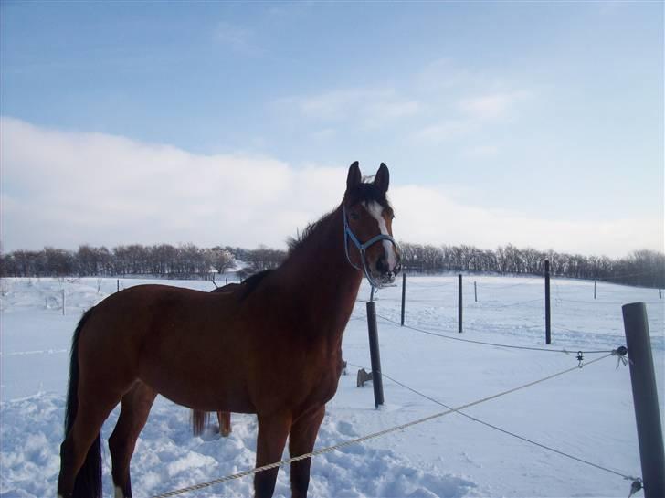 Dansk Varmblod Cille billede 13