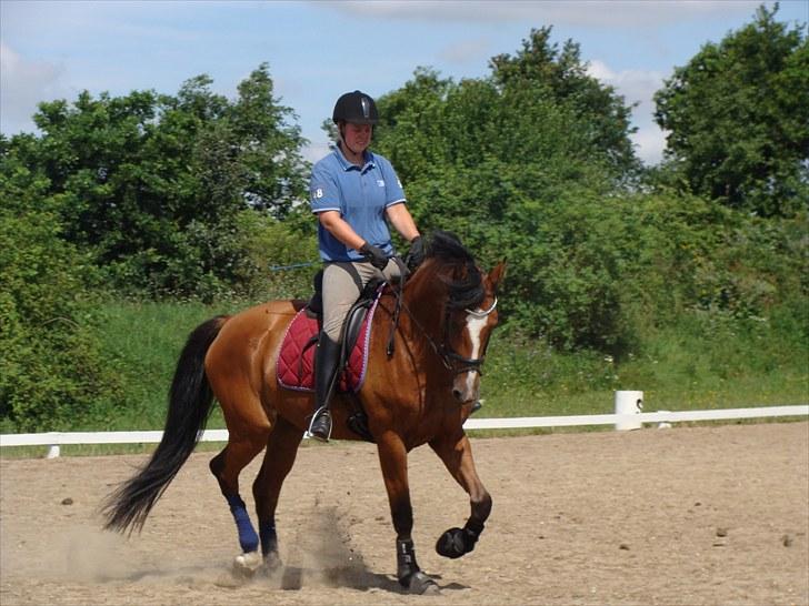 Dansk Varmblod Cille billede 8