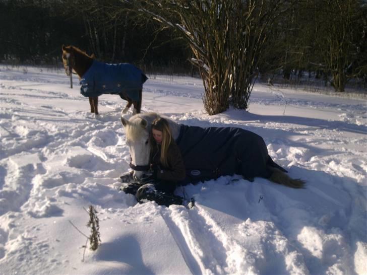 DSP Dü mapromis (solgt) billede 17