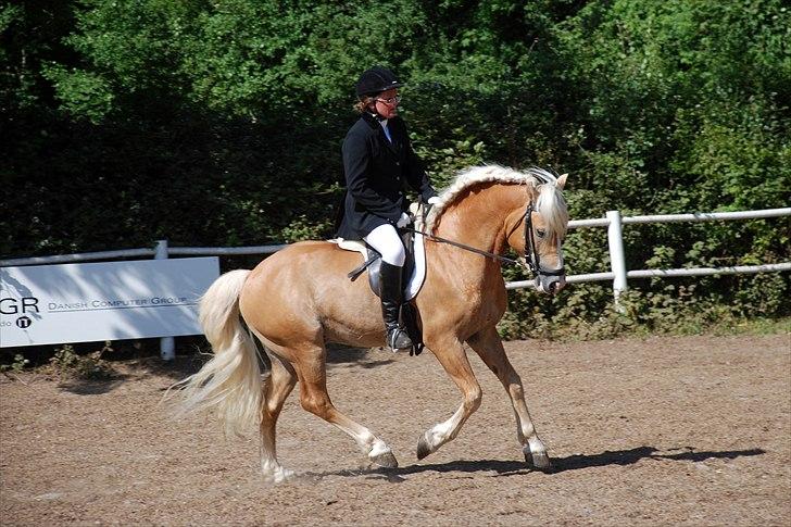 Haflinger Hingst : Alfonso  HAH 23  - haflingerstævne la 2 2009 billede 1