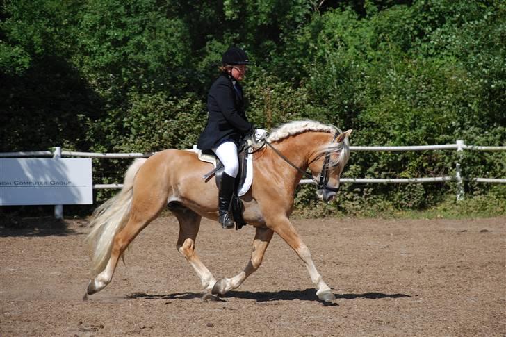 Haflinger Hingst : Alfonso  HAH 23  - haflinger stævne haderslev 2009 billede 2