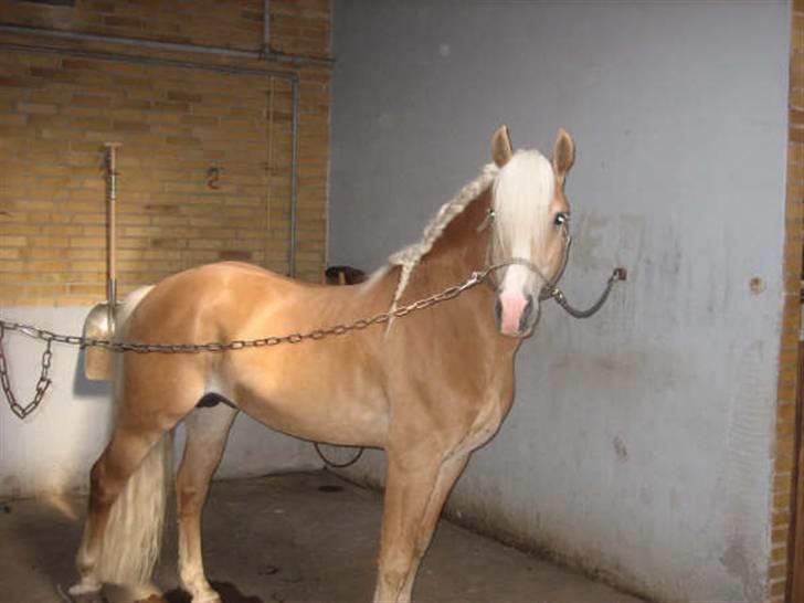 Haflinger Hingst : Alfonso  HAH 23  billede 3